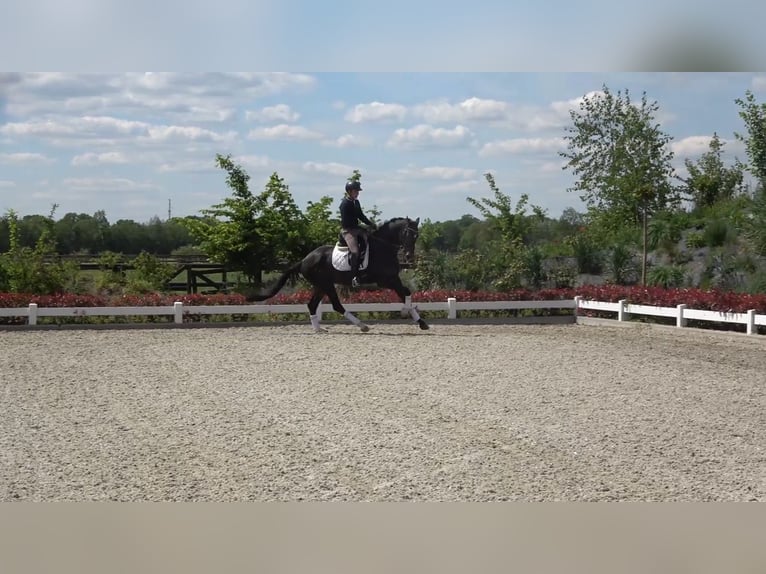 KWPN Hongre 4 Ans 172 cm Bai brun in Eibergen