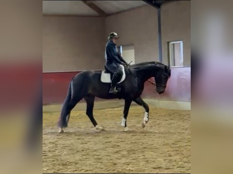 KWPN Hongre 4 Ans 172 cm Bai brun foncé in Beuningen Gld