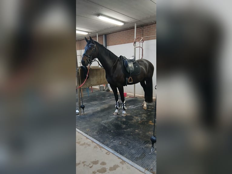 KWPN Hongre 4 Ans 172 cm Bai brun foncé in Beuningen Gld
