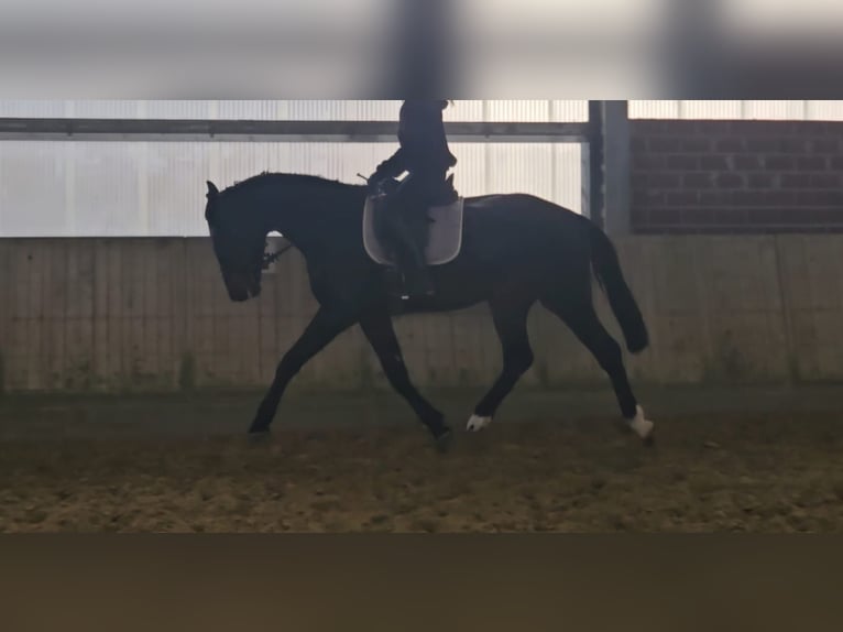 KWPN Hongre 4 Ans 172 cm Bai brun foncé in Wachtendonk