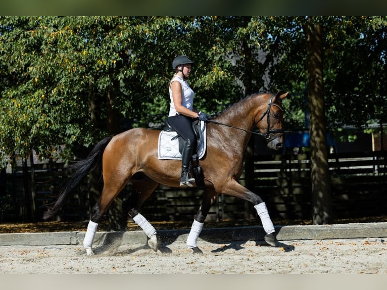 KWPN Hongre 4 Ans 172 cm Bai in Leende