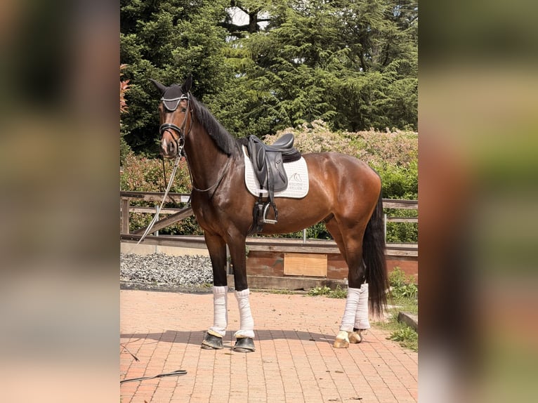 KWPN Hongre 4 Ans 172 cm Bai in Samarate
