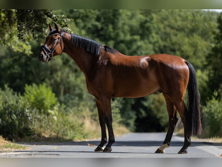 KWPN Hongre 4 Ans 172 cm Bai in Windhagen