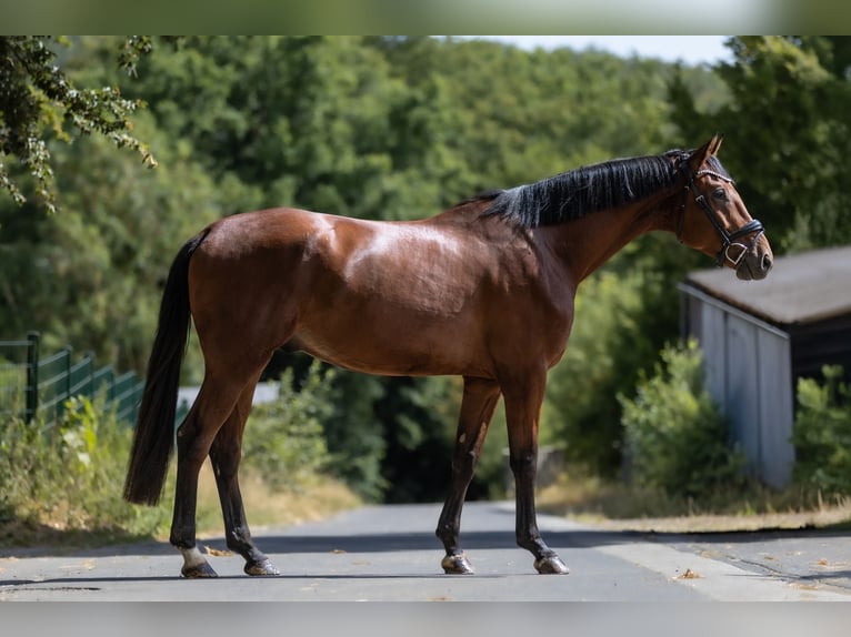 KWPN Hongre 4 Ans 172 cm Bai in Windhagen