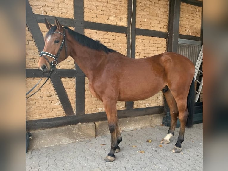 KWPN Hongre 4 Ans 172 cm Bai in Elze