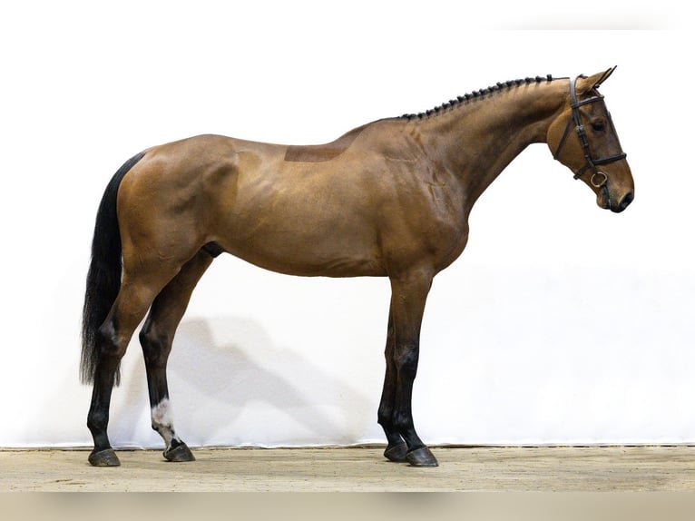 KWPN Hongre 4 Ans 172 cm Bai in Waddinxveen