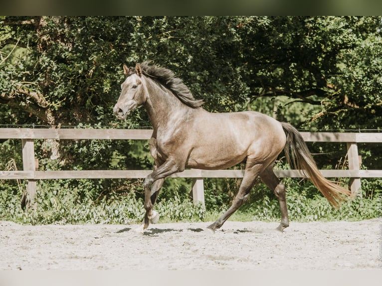 KWPN Hongre 4 Ans 172 cm Gris in Bretagne