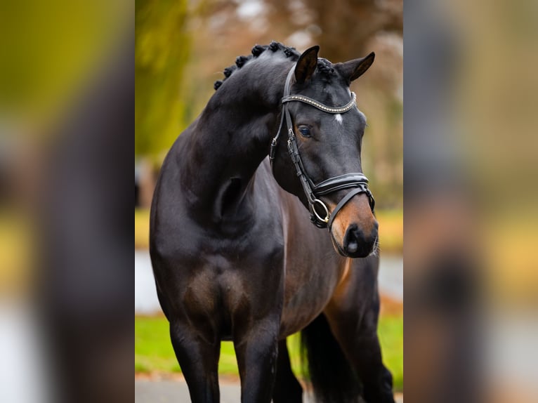 KWPN Hongre 4 Ans 173 cm Bai brun in Weert