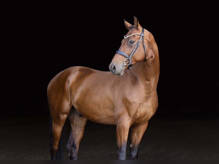 KWPN Hongre 4 Ans 173 cm Bai cerise in Brighton, CO