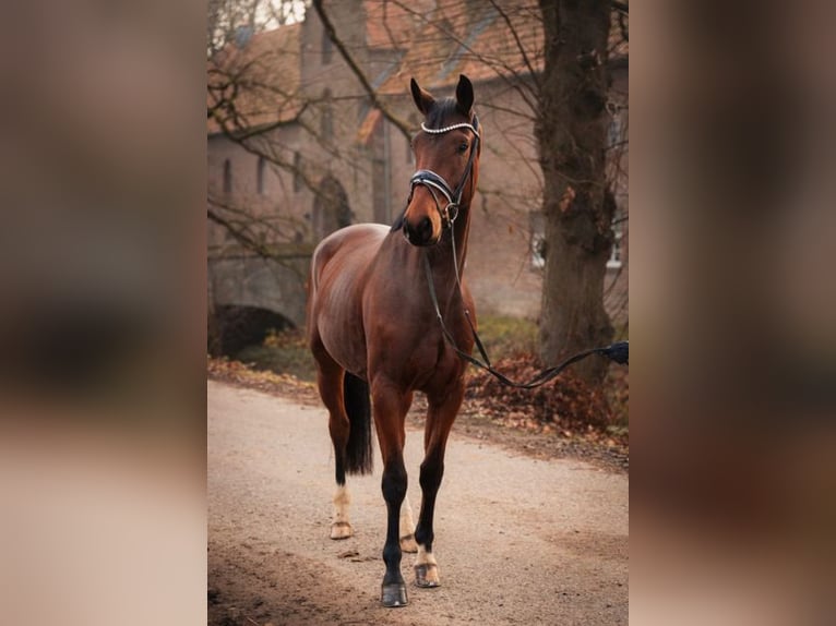 KWPN Hongre 4 Ans 173 cm Bai in Krefeld