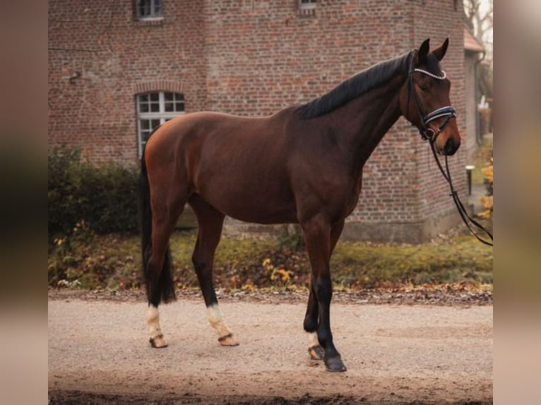 KWPN Hongre 4 Ans 173 cm Bai in Krefeld