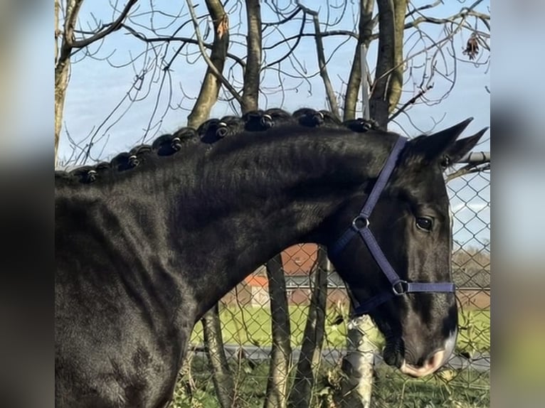 KWPN Hongre 4 Ans 173 cm Noir in Ujszász