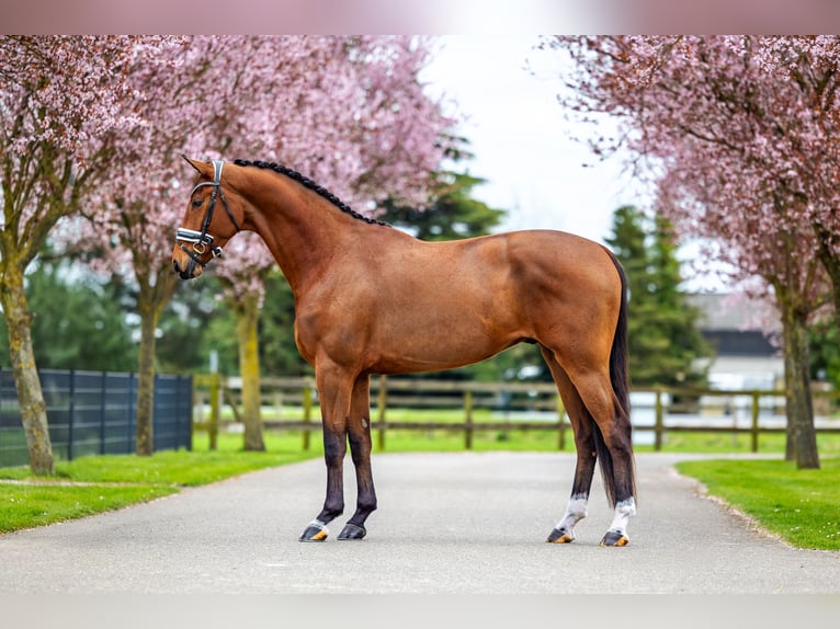 KWPN Hongre 4 Ans 174 cm Bai in Dreumel