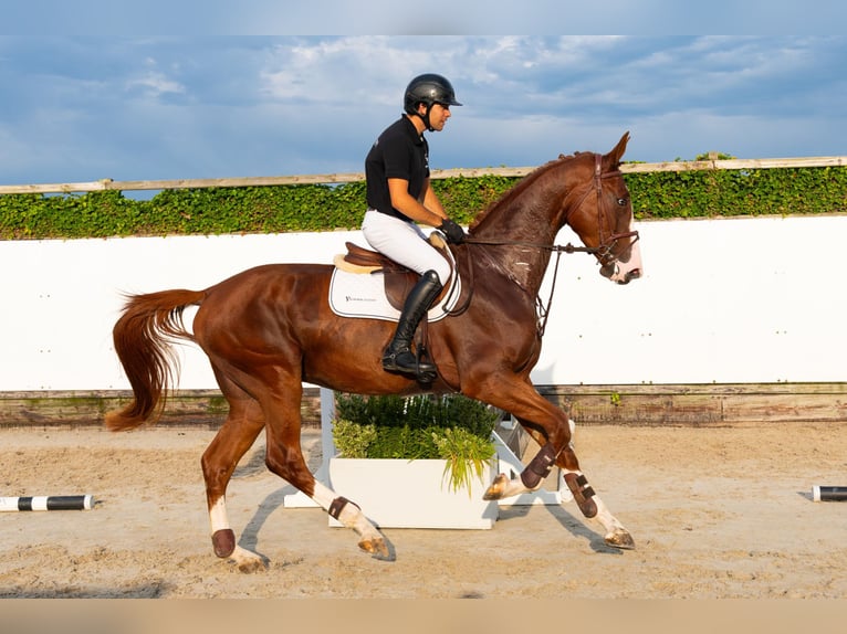 KWPN Hongre 4 Ans 175 cm Alezan in Waddinxveen