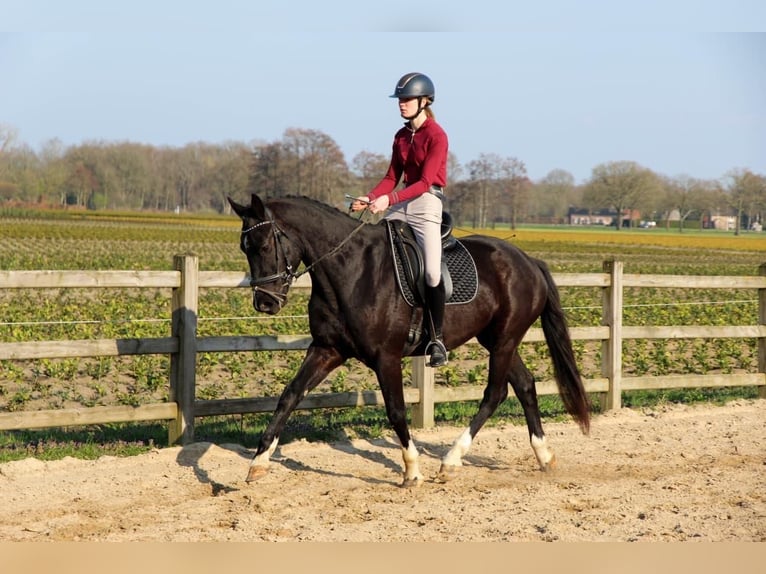 KWPN Hongre 4 Ans 175 cm Noir in Diessen