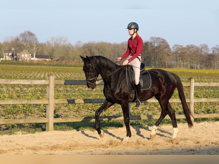 KWPN Hongre 4 Ans 175 cm Noir in Diessen