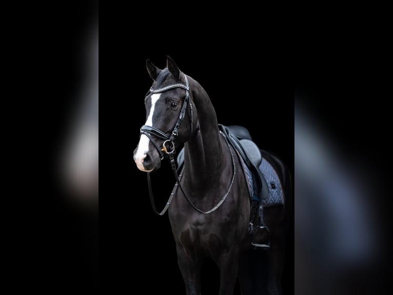 KWPN Hongre 4 Ans 175 cm Noir in Susteren