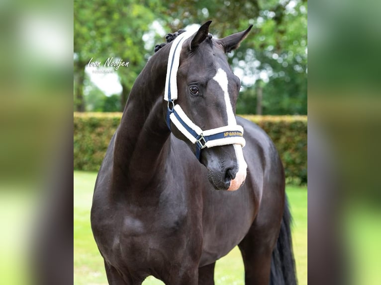 KWPN Hongre 4 Ans 175 cm Noir in Susteren