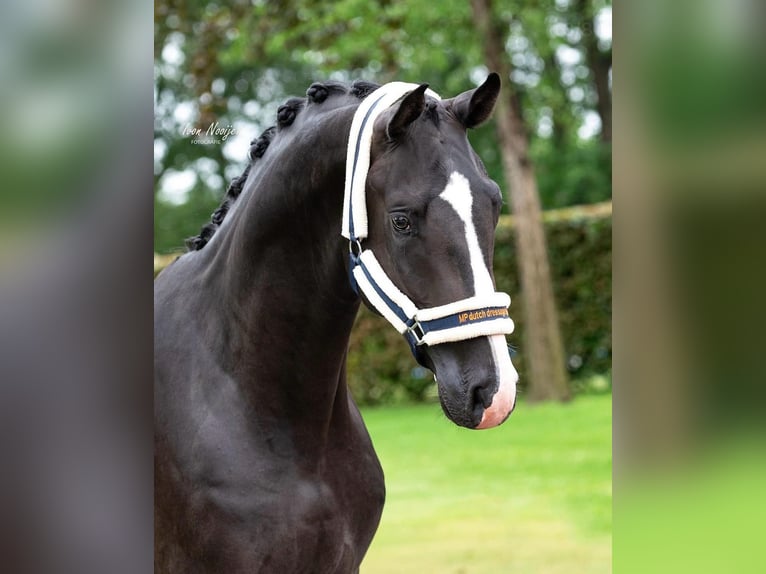 KWPN Hongre 4 Ans 175 cm Noir in Susteren