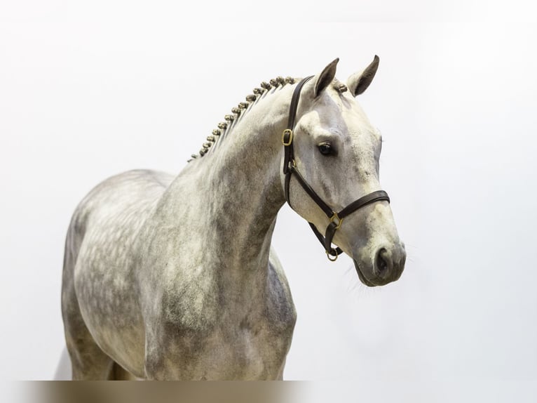 KWPN Hongre 4 Ans 177 cm Gris in Waddinxveen