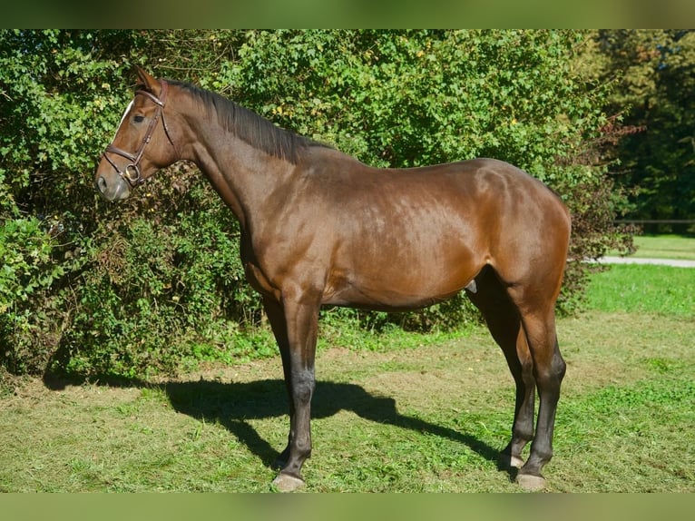 KWPN Hongre 4 Ans 178 cm Bai in Ljubljana