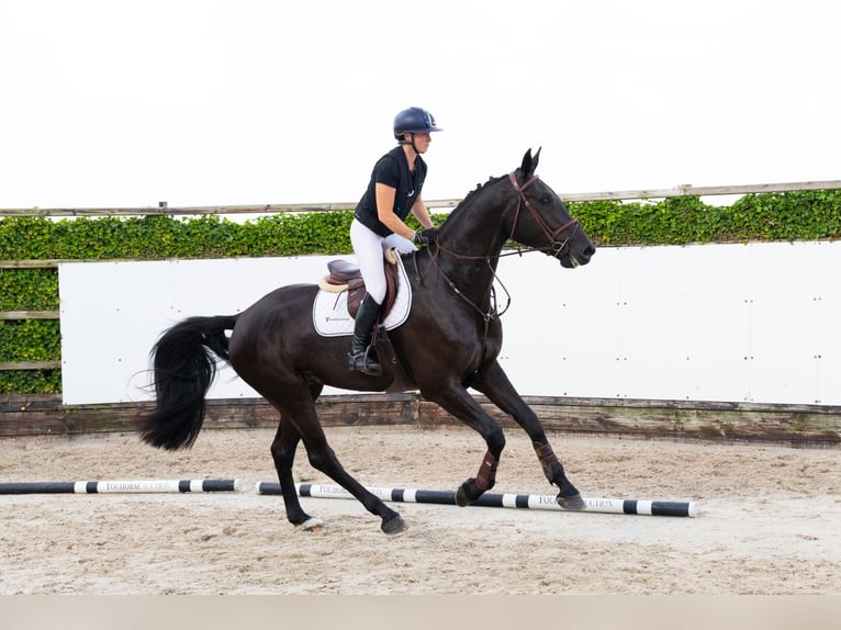 KWPN Hongre 4 Ans 178 cm Noir in Waddinxveen