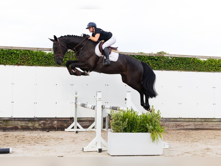 KWPN Hongre 4 Ans 178 cm Noir in Waddinxveen