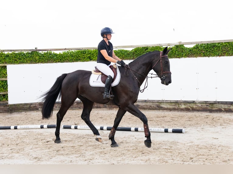 KWPN Hongre 4 Ans 178 cm Noir in Waddinxveen