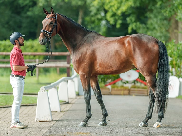 KWPN Hongre 4 Ans 179 cm Bai in Münster