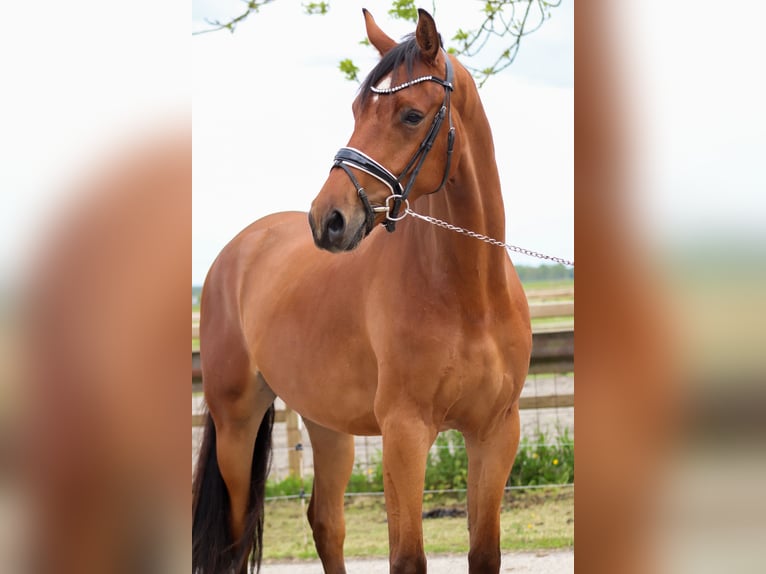 KWPN Hongre 4 Ans 180 cm Bai in Wâlterswâld