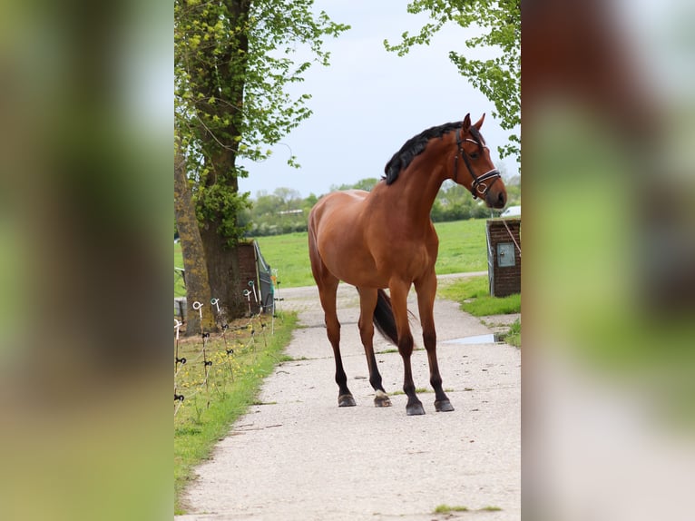 KWPN Hongre 4 Ans 180 cm Bai in Wâlterswâld