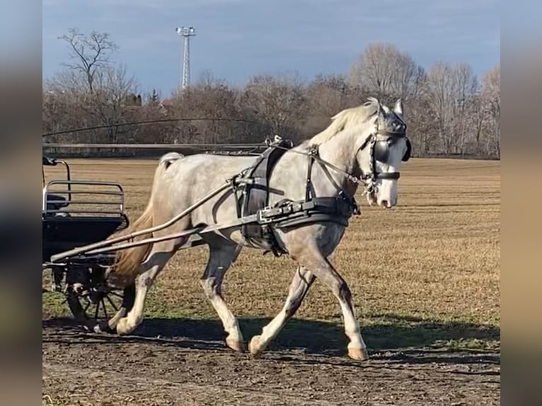 KWPN Hongre 5 Ans 158 cm Gris in Tass