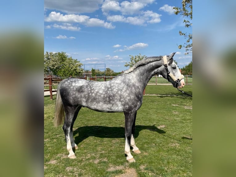 KWPN Hongre 5 Ans 158 cm Gris in Tass