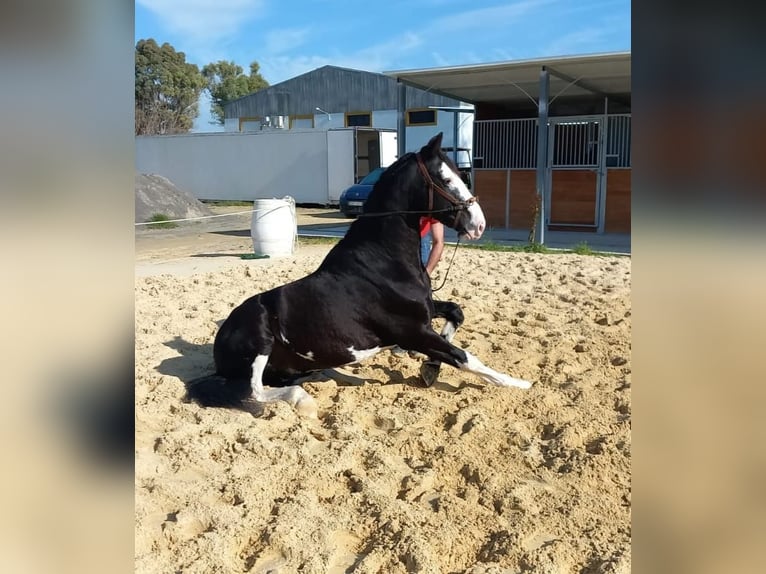 KWPN Hongre 5 Ans 160 cm Pinto in Ruppichteroth