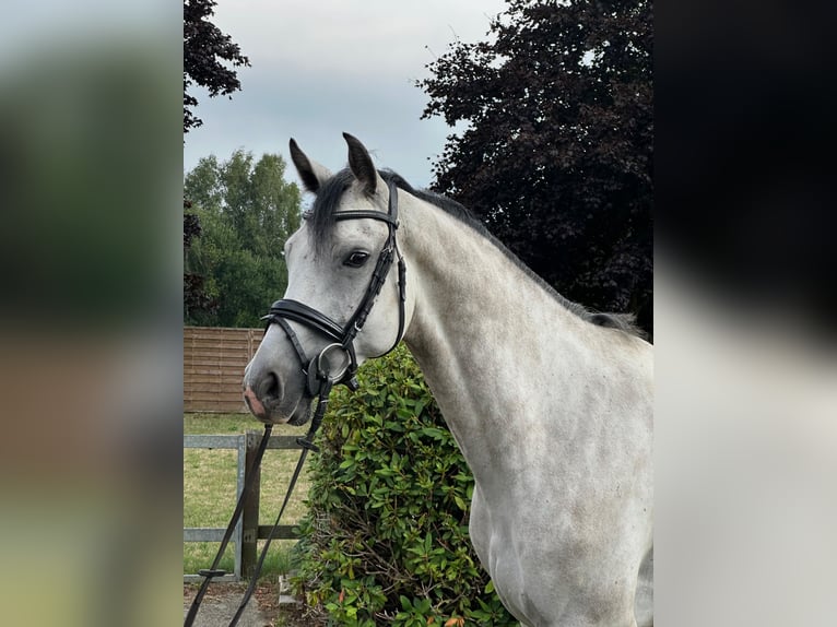 KWPN Hongre 5 Ans 162 cm Gris in Nienburg (Weser)