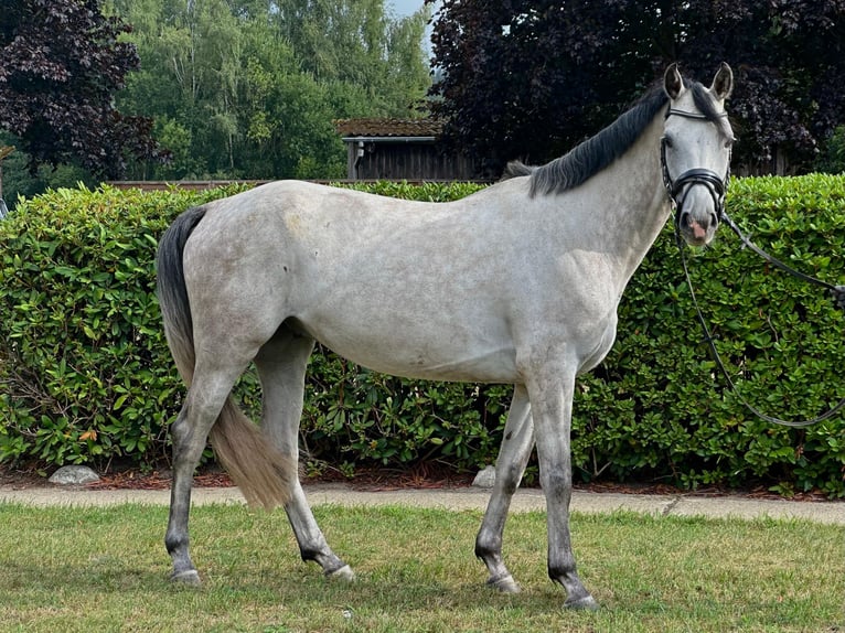 KWPN Hongre 5 Ans 162 cm Gris in Nienburg (Weser)