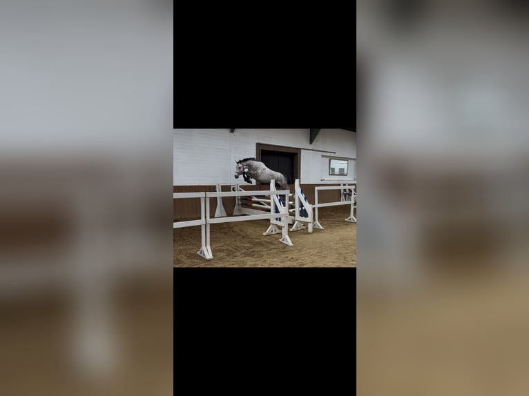 KWPN Hongre 5 Ans 162 cm Gris in Nienburg (Weser)