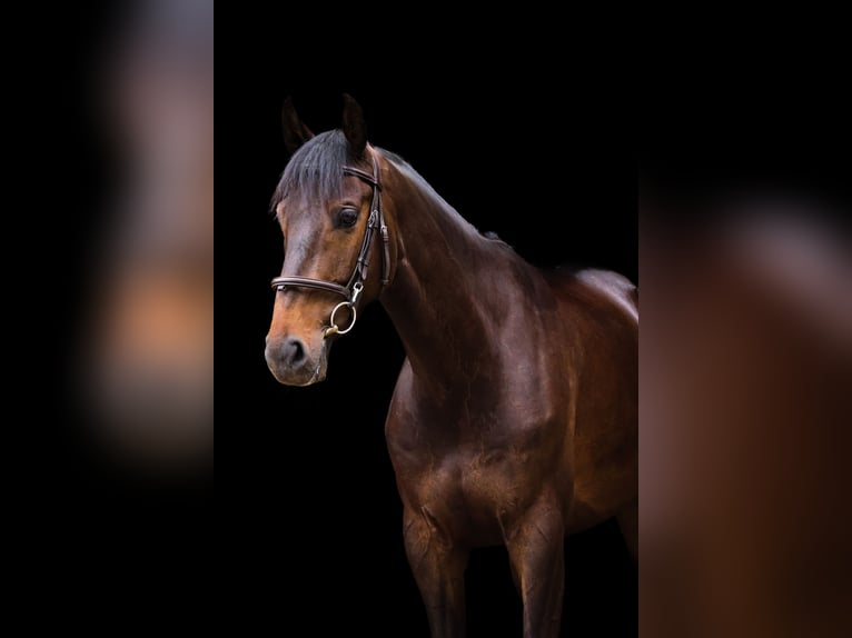 KWPN Hongre 5 Ans 163 cm Bai brun in Harkstede