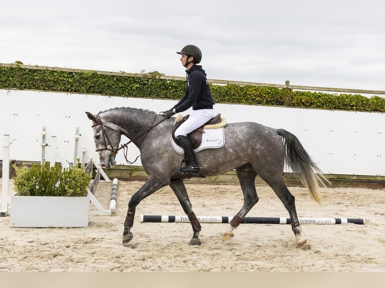 KWPN Hongre 5 Ans 163 cm Gris in Waddinxveen