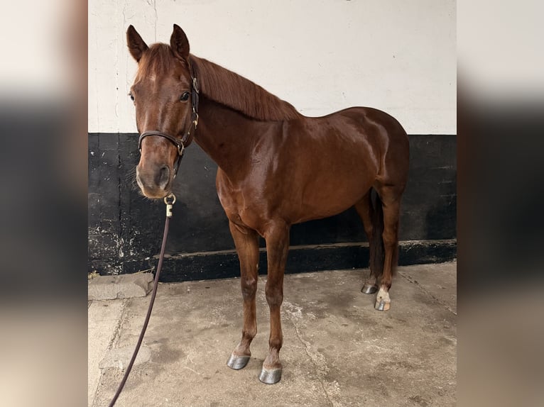 KWPN Hongre 5 Ans 164 cm Alezan brûlé in Kevelaer