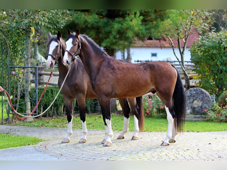 KWPN Hongre 5 Ans 165 cm Bai in Kamnik