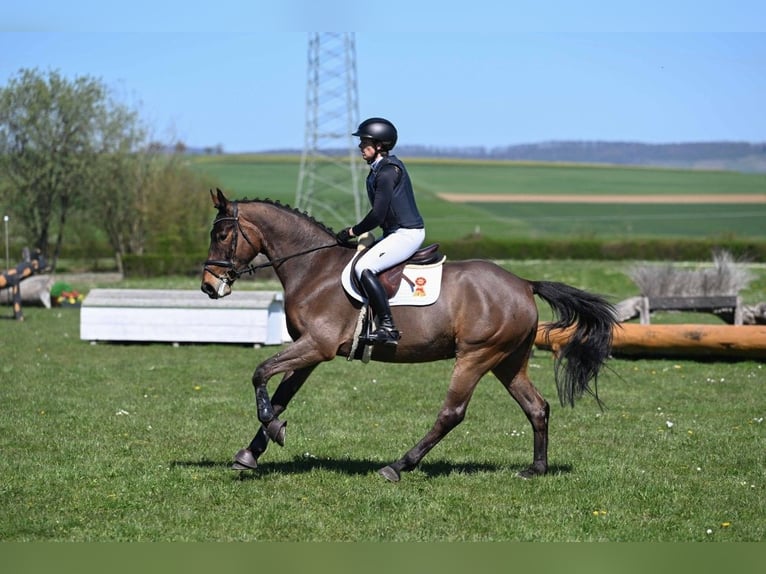 KWPN Hongre 5 Ans 165 cm Bai in Gomadingen