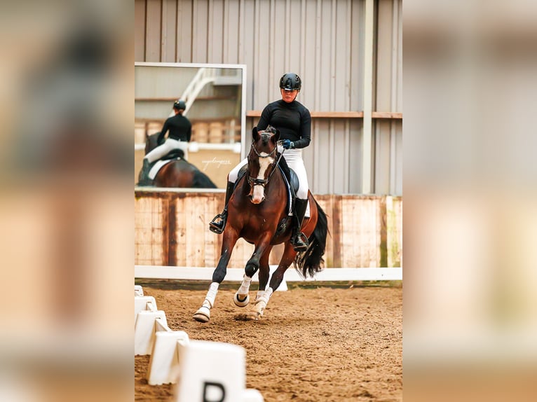 KWPN Hongre 5 Ans 165 cm Bai in Lathum