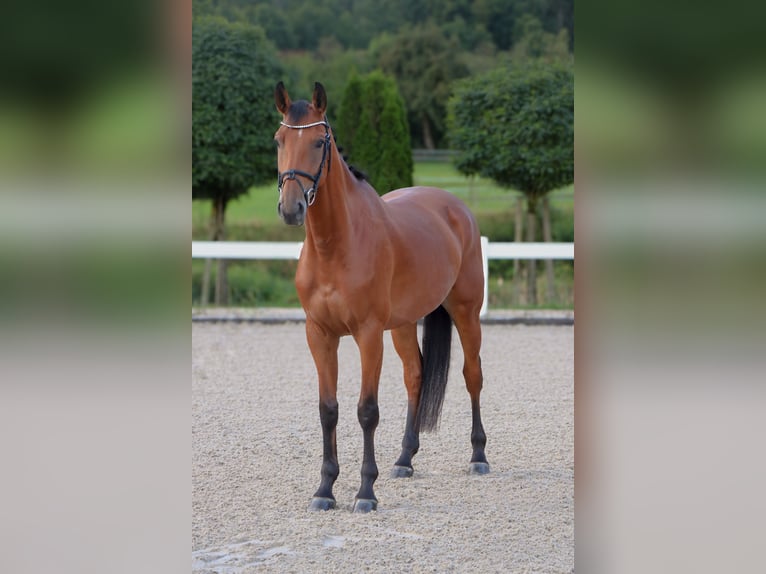 KWPN Hongre 5 Ans 165 cm Bai in Schw&#xE4;bisch Hall