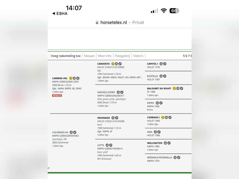 KWPN Hongre 5 Ans 165 cm in Schladming