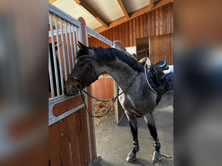 KWPN Hongre 5 Ans 165 cm in Schladming