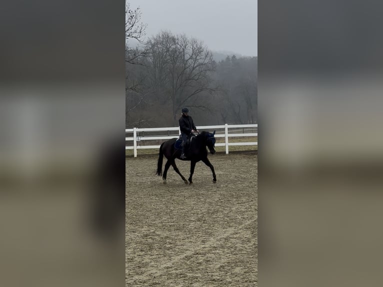 KWPN Hongre 5 Ans 165 cm Noir in Gaienhofen