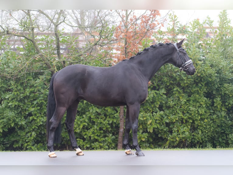 KWPN Hongre 5 Ans 165 cm Noir in Oosterhout
