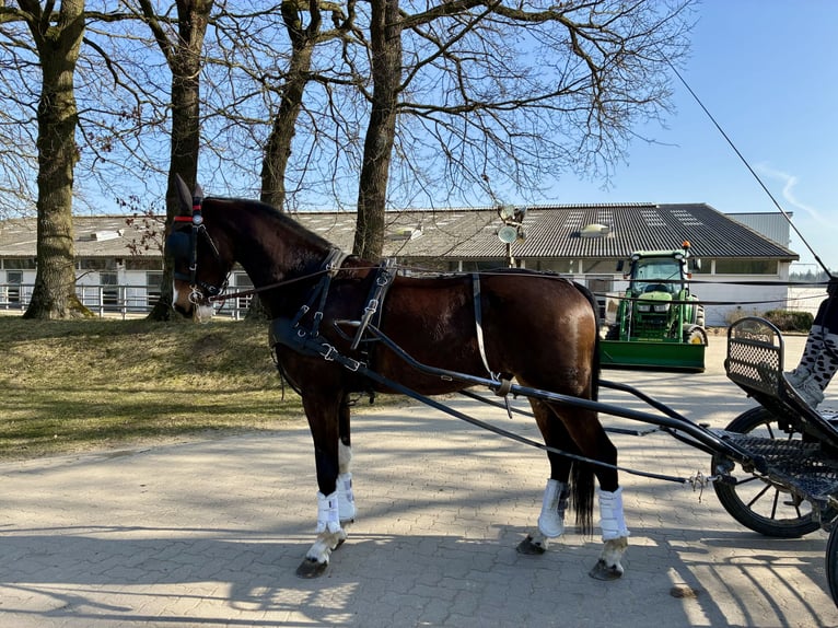 KWPN Hongre 5 Ans 166 cm Bai brun in Negernbötel