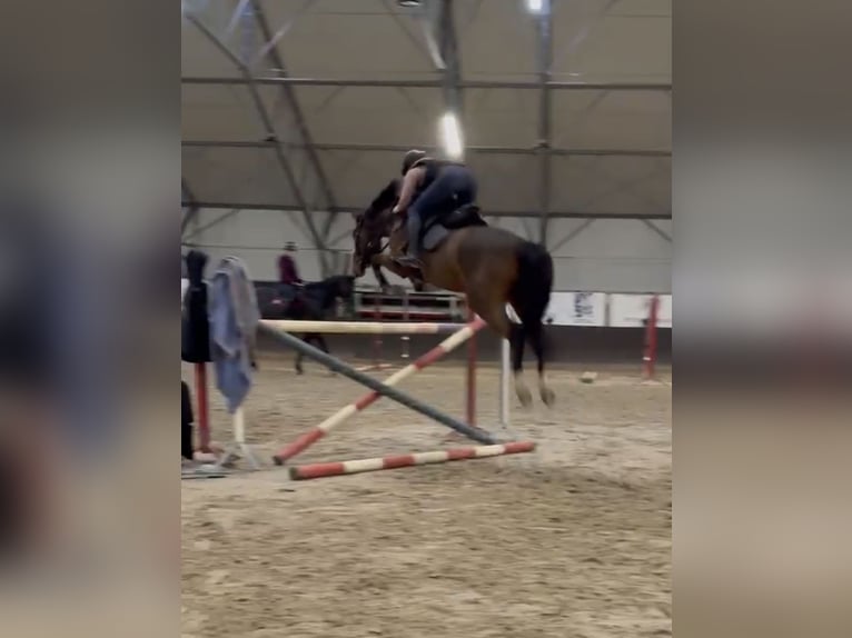 KWPN Hongre 5 Ans 166 cm Bai brun in Kaleń-Towarzystwo